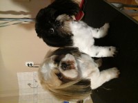 /album/fenykepgaleria/a20140624-192922-jpg1/